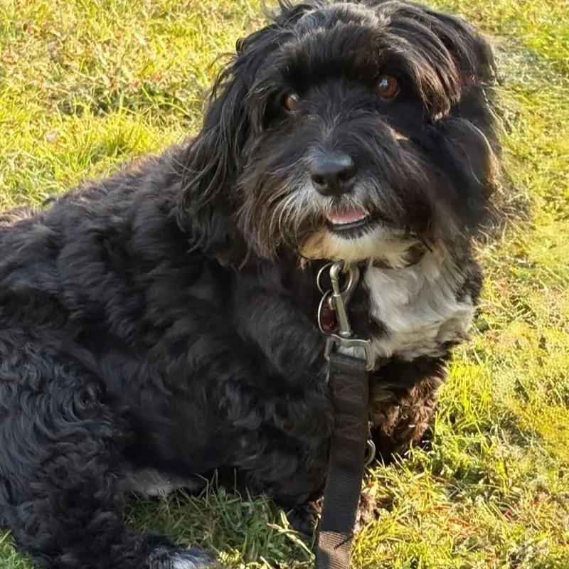 Kleiner schwarzer Zottelhund liegt entspannt im Gras