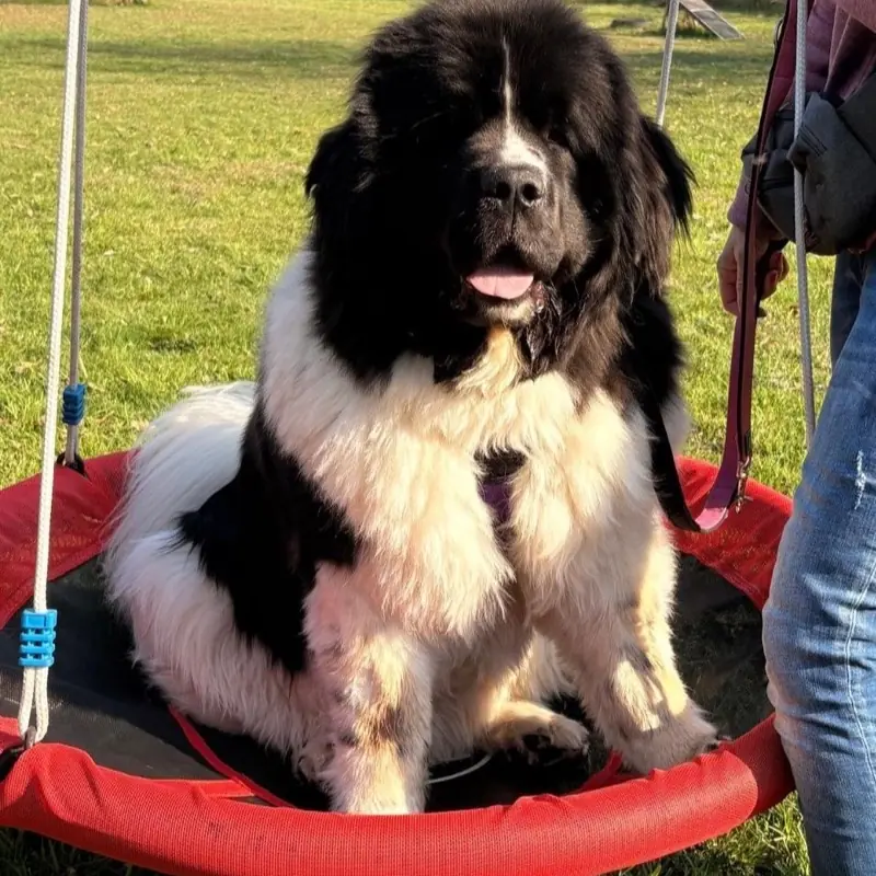 Landseer sitzt auf einer Nestschaukel