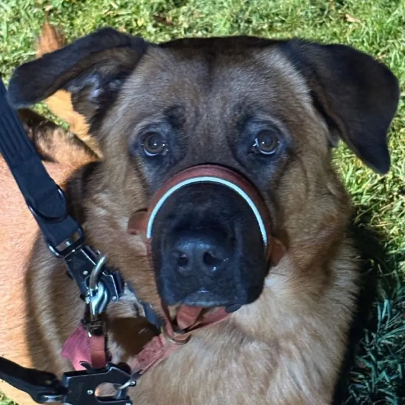 Schäferhund-Mix mit Kopfhalfter liegt im Gras