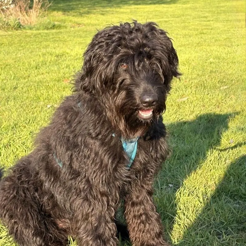 Schwarzer Zottelhund mit blauem Halstuch auf der Wiese