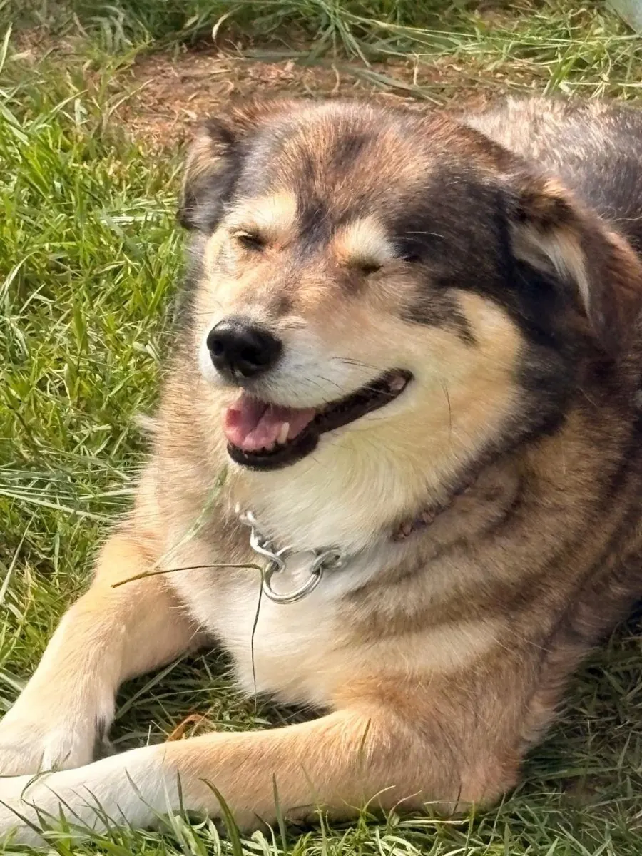 Wolfsgrauer Hund liegt entspannt im Gras