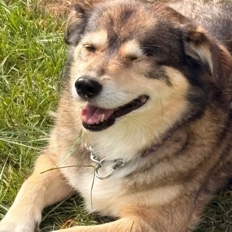 Wolfsgrauer Hund liegt entspannt im Gras